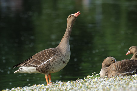 vergrößern