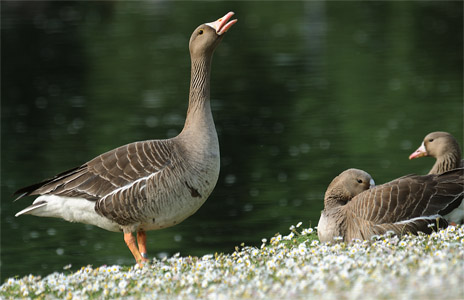 vergrößern