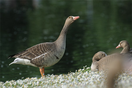 vergrößern