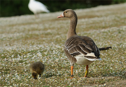 vergrößern