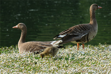 vergrößern