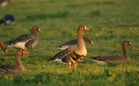 vergrößern