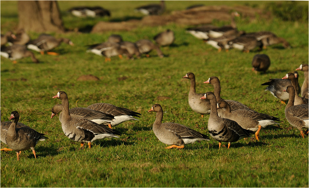 Bläßgans (Anser albifrons)