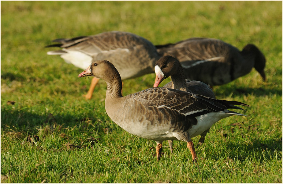 Bläßgans (Anser albifrons)