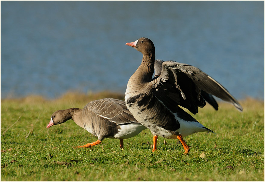 Bläßgans (Anser albifrons)