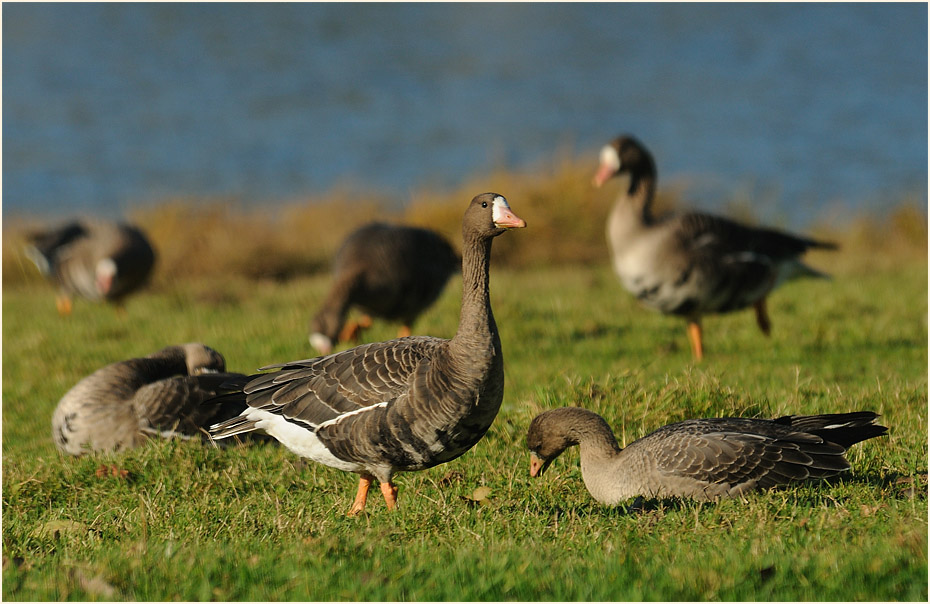 Bläßgans (Anser albifrons)