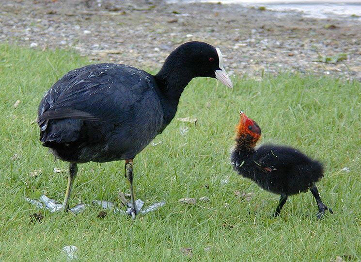 Bläßhuhn (Fulica atra)