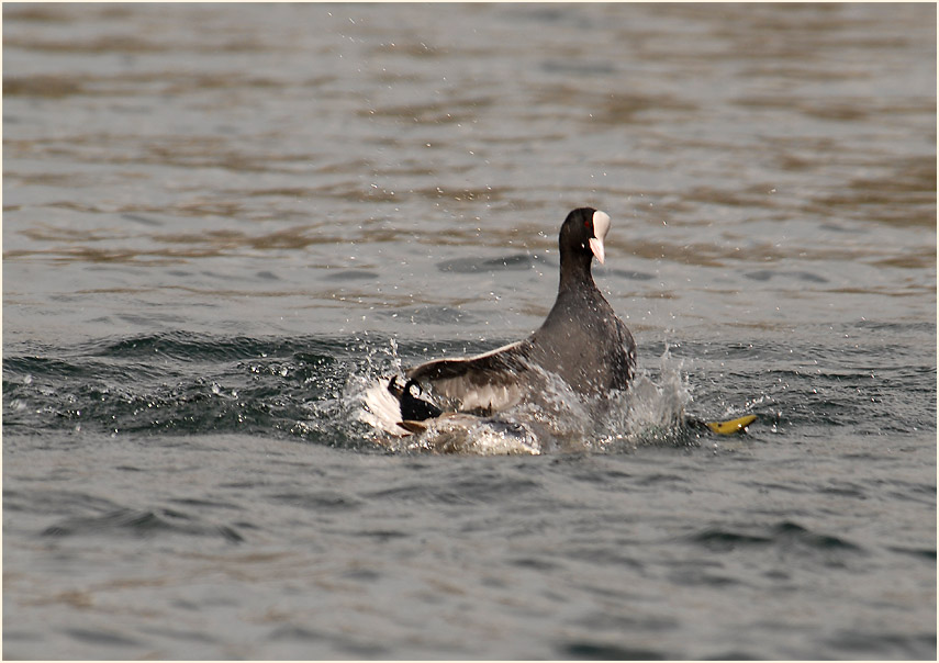 Bläßhuhn (Fulica atra)