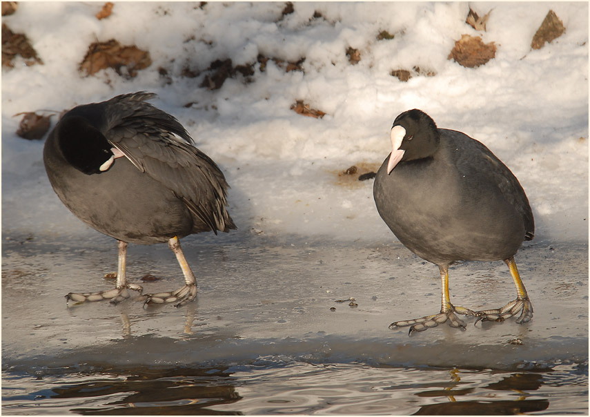 Bläßhuhn (Fulica atra)