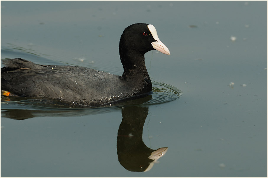 Bläßhuhn (Fulica atra)