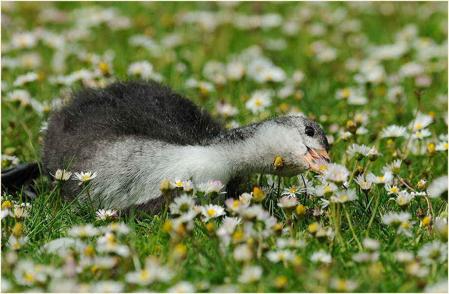Bläßhuhn (Fulica atra)