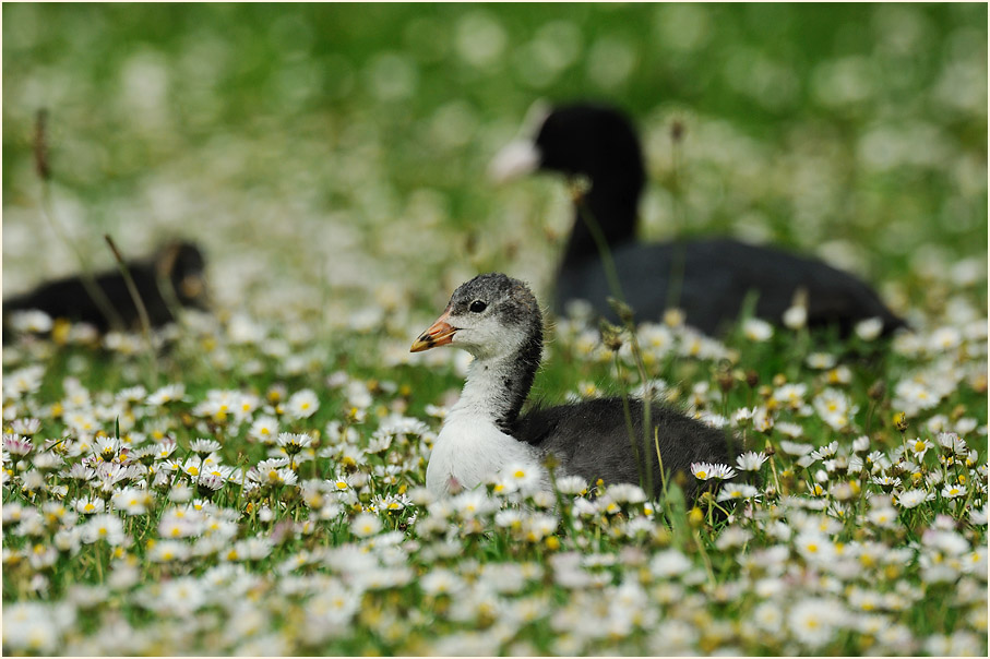 Bläßhuhn (Fulica atra)