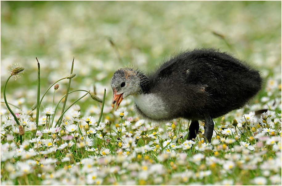 Bläßhuhn (Fulica atra)