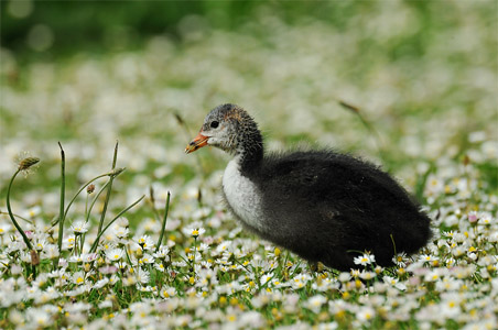 vergrößern