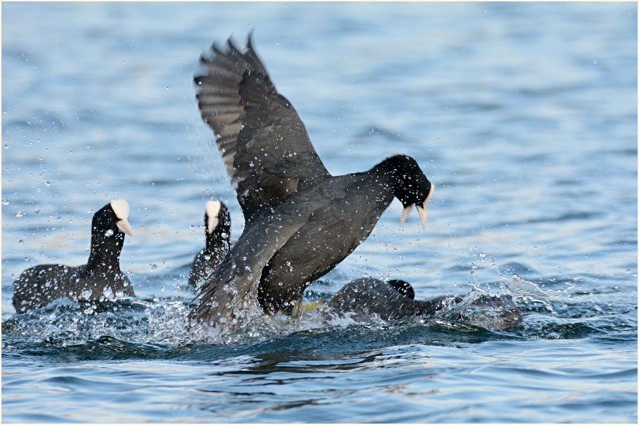 Bläßhuhn (Fulica atra)
