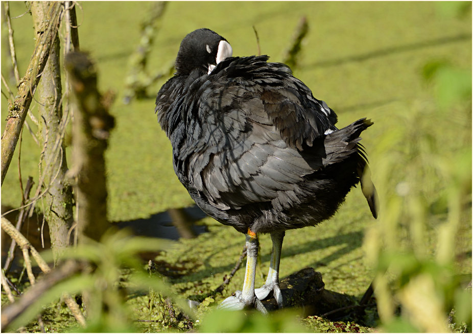 Bläßhuhn (Fulica atra)