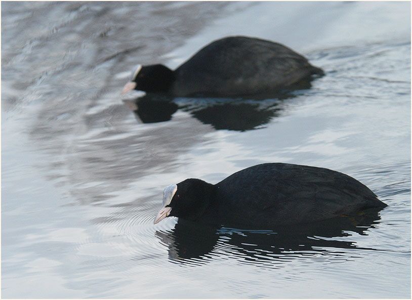 Bläßhuhn (Fulica atra)