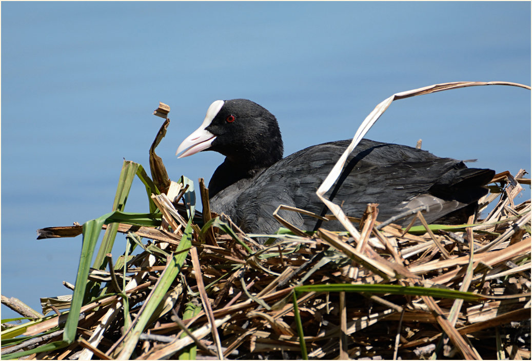 Bläßhuhn (Fulica atra)