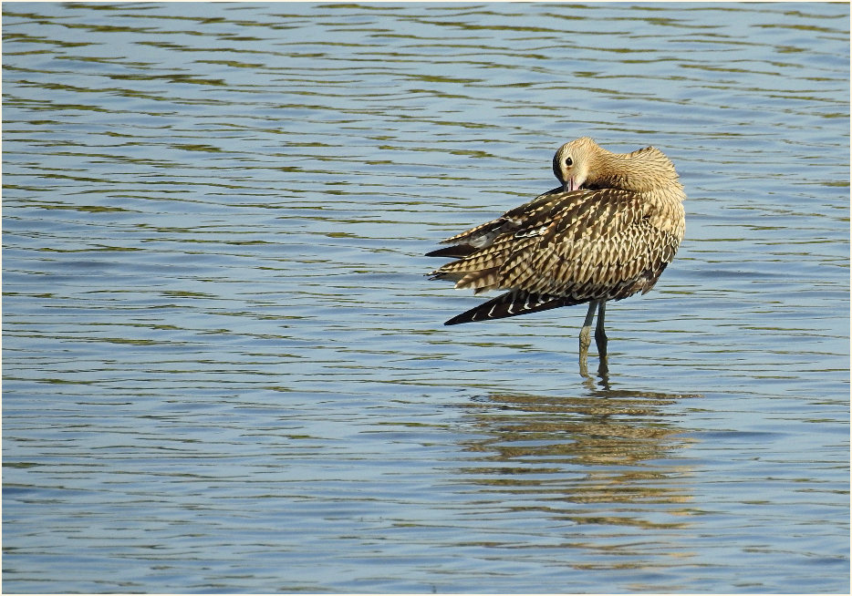 Große Brachvogel (Numenius arquata)