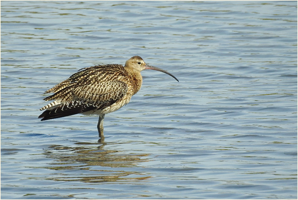 Große Brachvogel (Numenius arquata)