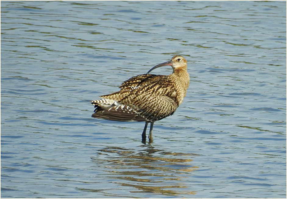 Große Brachvogel (Numenius arquata)