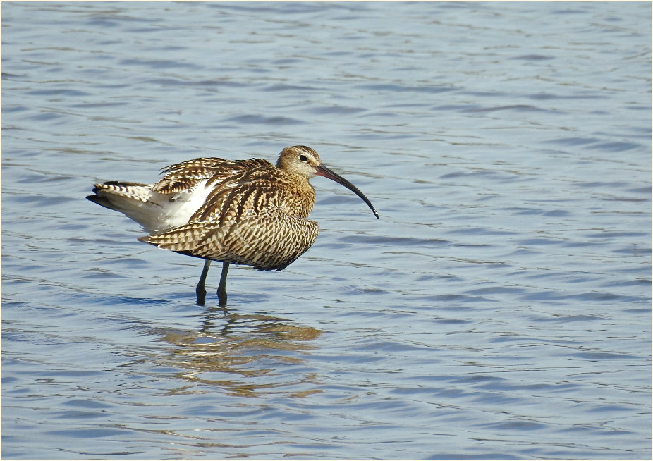 Große Brachvogel (Numenius arquata)