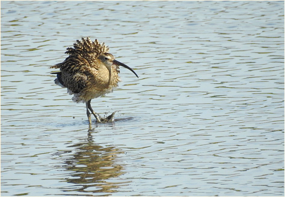 Große Brachvogel (Numenius arquata)