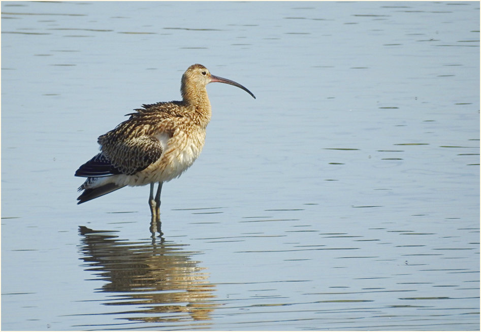 Große Brachvogel (Numenius arquata)