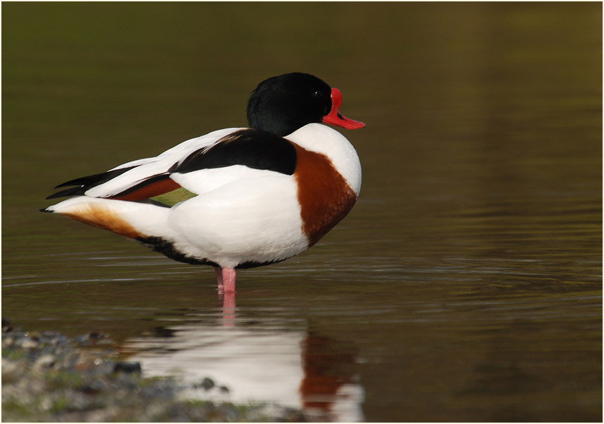 Brandgans (Tadorna tadorna)