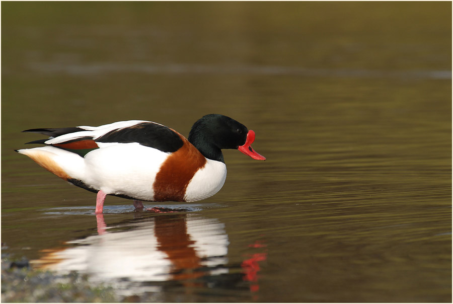 Brandgans (Tadorna tadorna)