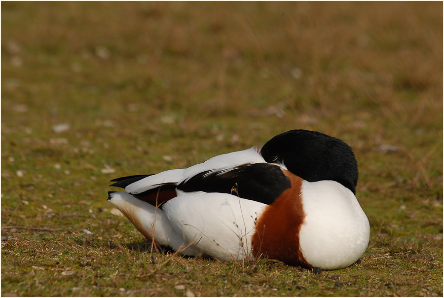 Brandgans (Tadorna tadorna)