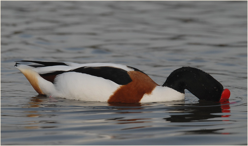 Brandgans (Tadorna tadorna)
