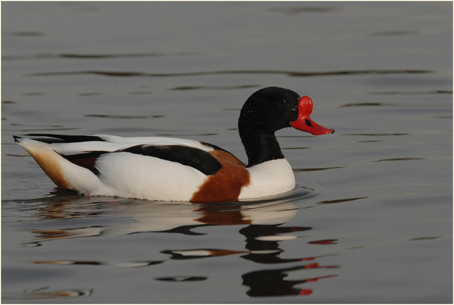 Brandgans (Tadorna tadorna)