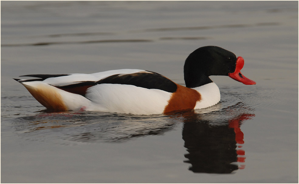 Brandgans (Tadorna tadorna)