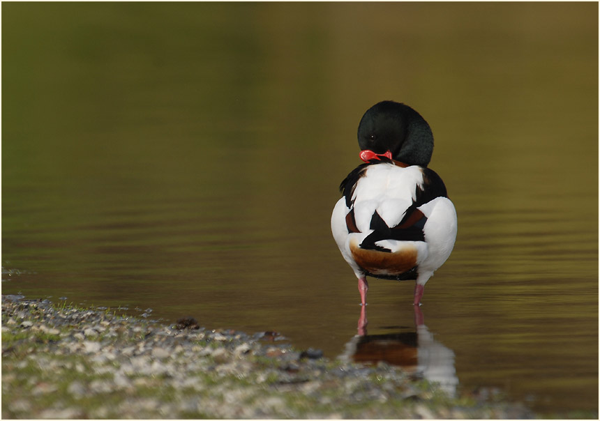 Brandgans (Tadorna tadorna)