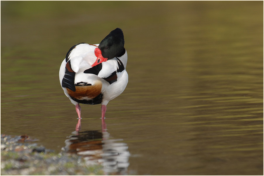 Brandgans (Tadorna tadorna)