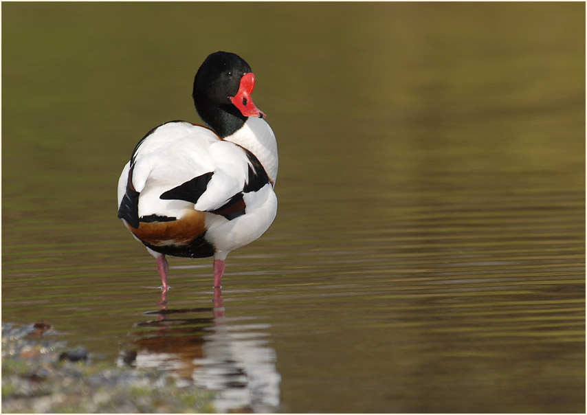 Brandgans (Tadorna tadorna)