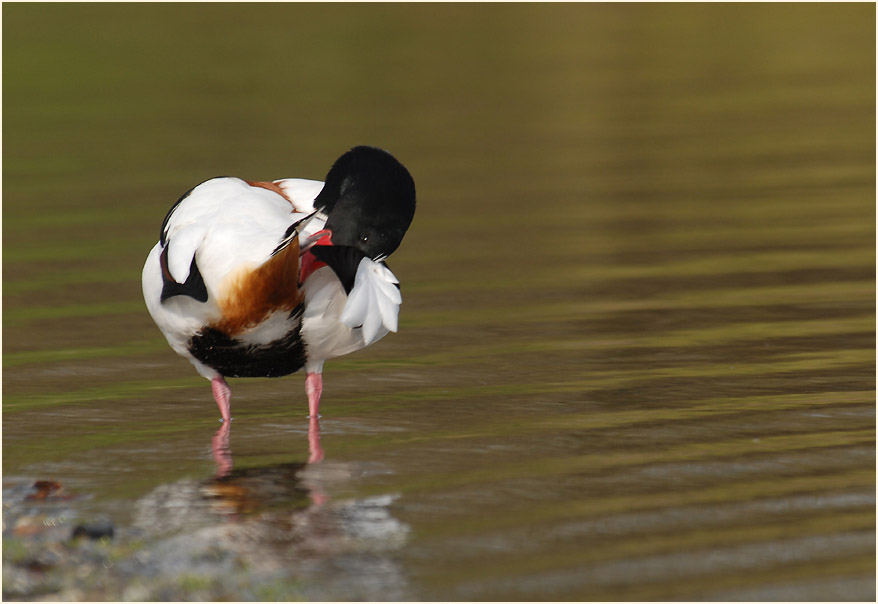 Brandgans (Tadorna tadorna)