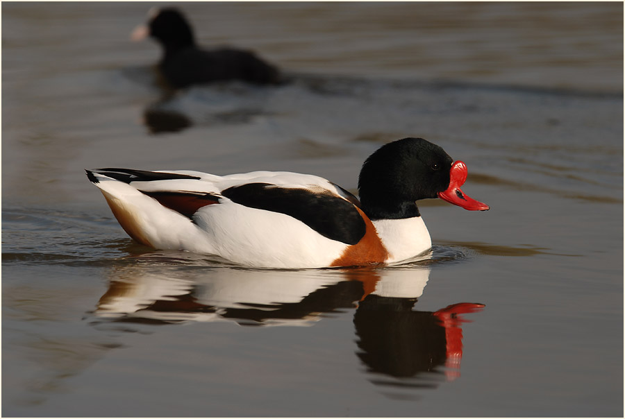 Brandgans (Tadorna tadorna)
