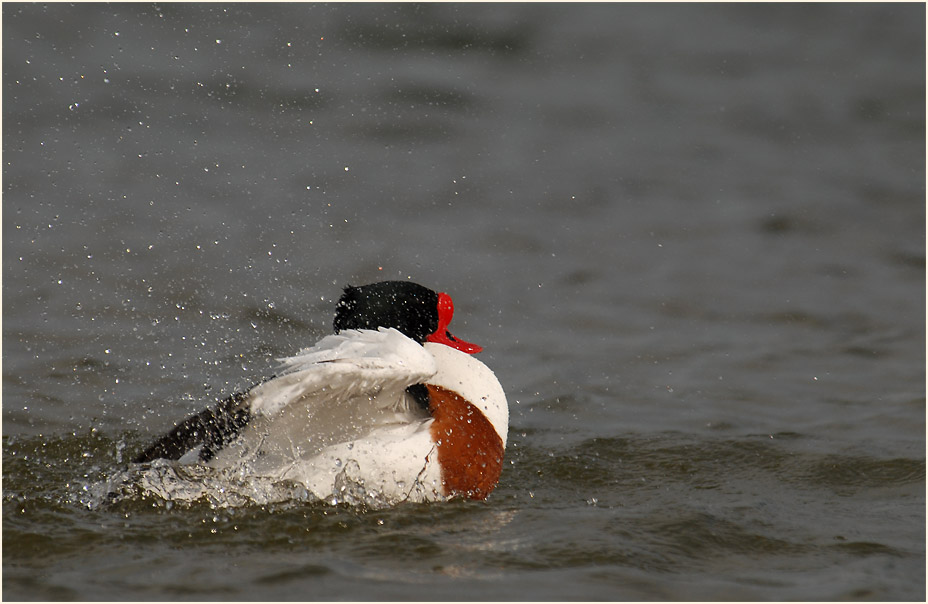 Brandgans (Tadorna tadorna)