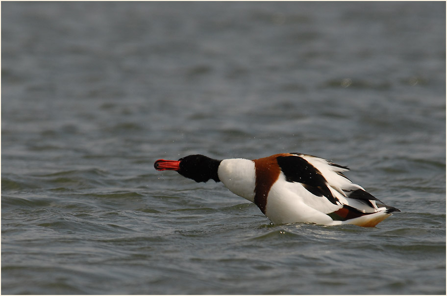 Brandgans (Tadorna tadorna)