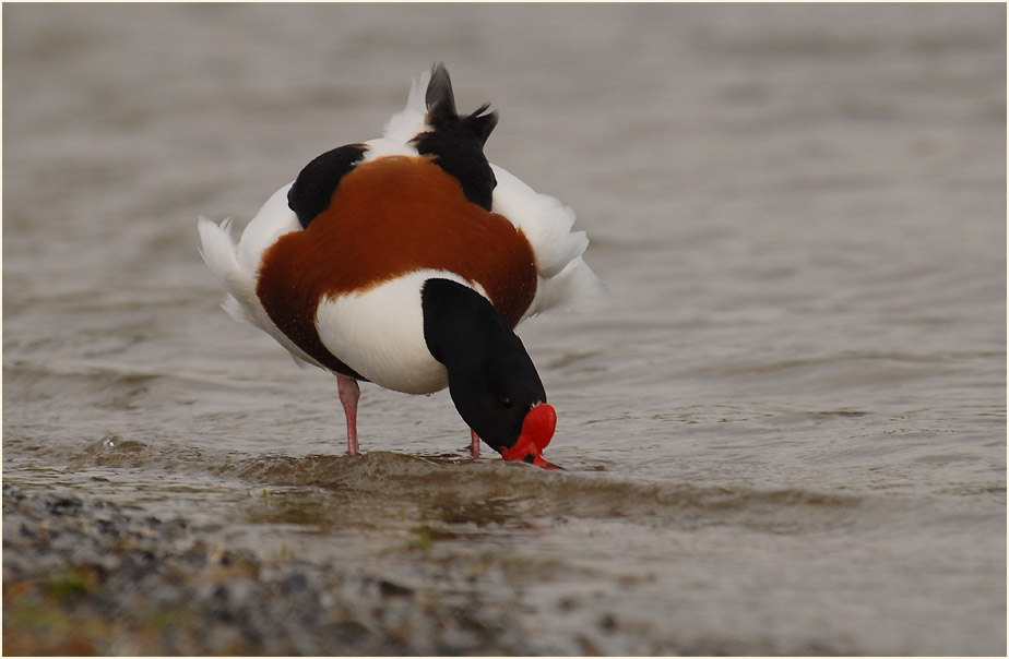 Brandgans (Tadorna tadorna)