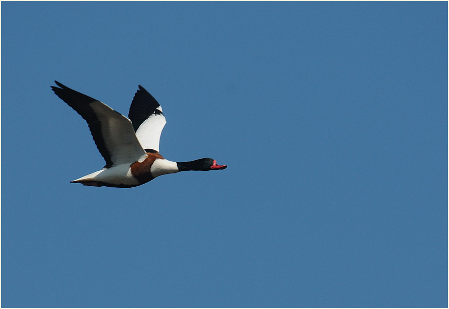Brandgans (Tadorna tadorna)