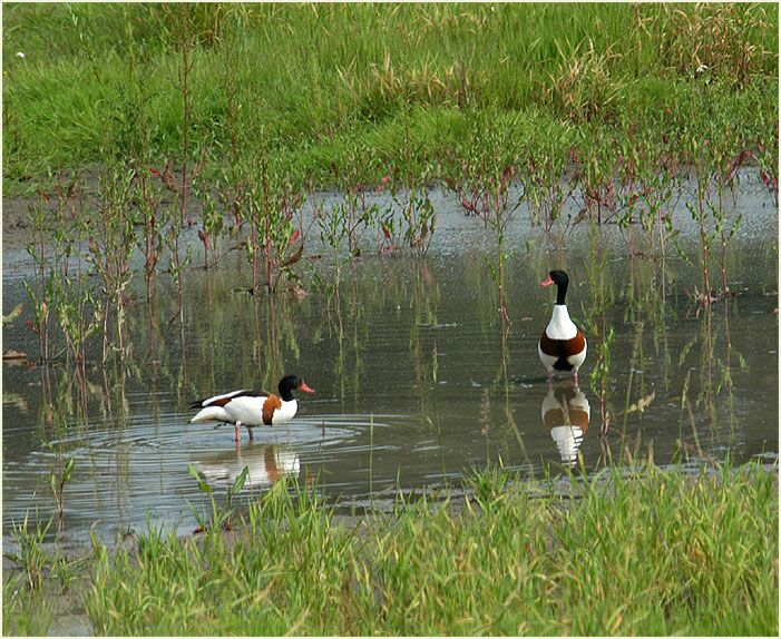 Brandgans (Tadorna tadorna)