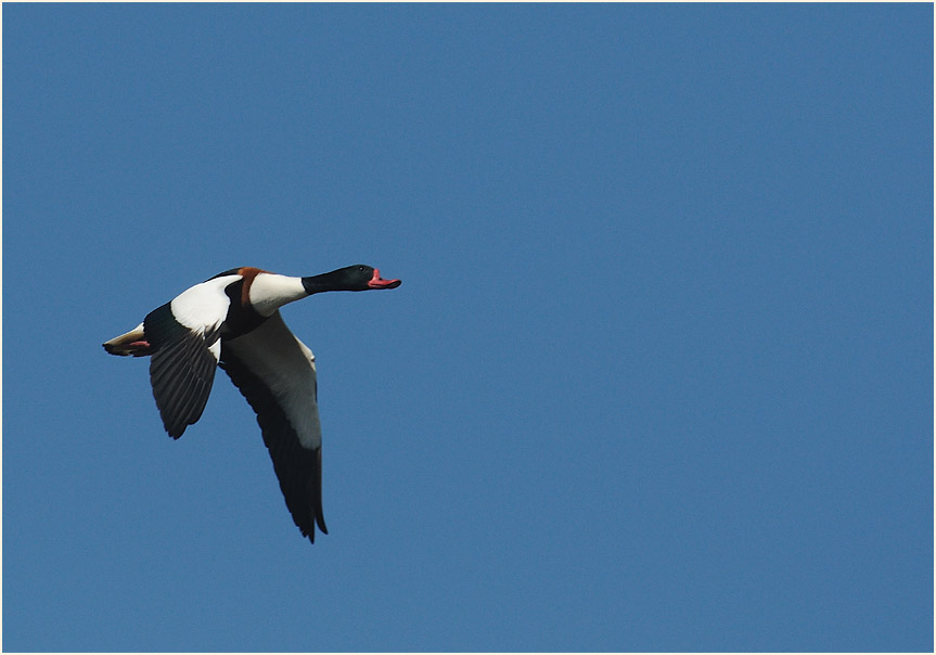 Brandgans (Tadorna tadorna)