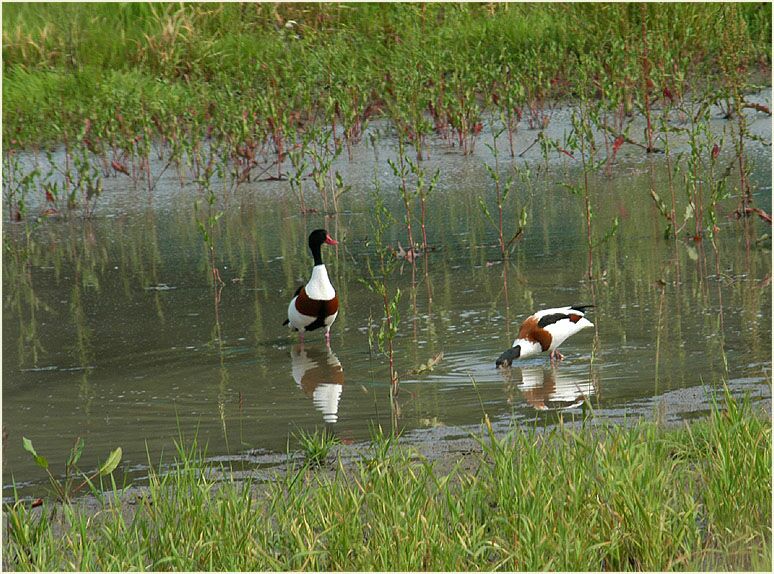 Brandgans (Tadorna tadorna)