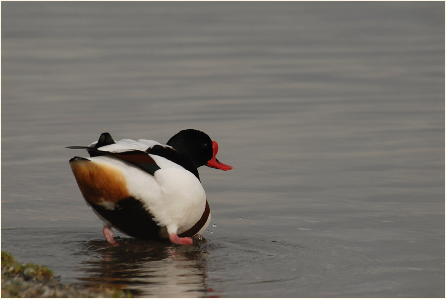 Brandgans (Tadorna tadorna)