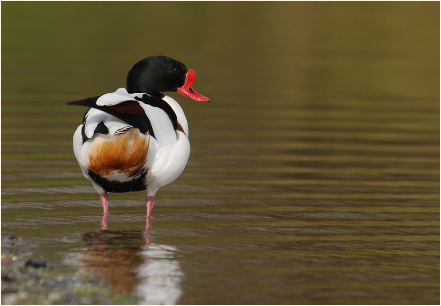 Brandgans (Tadorna tadorna)