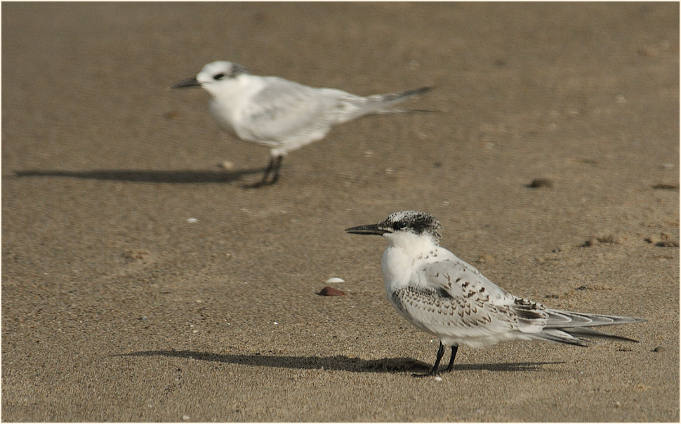 Brandseeschwalbe (Sterna sandvicensis)