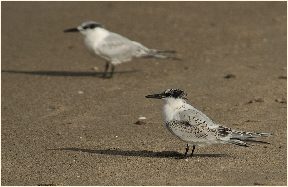 Brandseeschwalbe (Sterna sandvicensis)